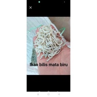 IKAN BILIS MATA BIRU