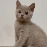 kucing british shorthair betina 2,5 bulan lilac dan blue parent import