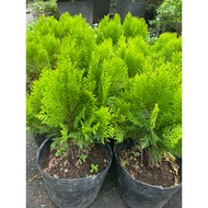 Cypress Tree (Memory Card)