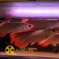 Arwana Arowana Super Red Chili Blood Red 30 cm Up