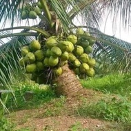 Bibit kelapa genjah entok
