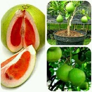 Bibit Jeruk Pamelo (Pamelo Bali Madu) Pohon jeruk bali bukan biji
