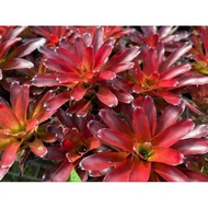 Bromeload Neo Summer Star - Tahan panas - Gha Garden House