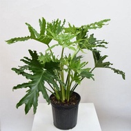 Philodendron Selloum Plant with FREE plastic pot, and garden soil (Outdoor Plant, Real Plant, Live Plant ) - Plants for Sale
