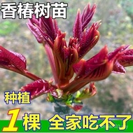 【好评率超98%同款】红油香椿树苗高产优等香椿芽苗当年采摘盆栽地栽南北方种植香椿苗