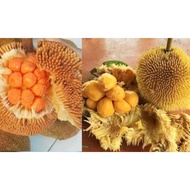 HOT  ITEM  ( ANAK POKOK BUAH TARAP ISI KUNING FROM SABAH ) STOK TERHAD 