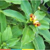 Insulin Plant/Pokok Insulin Kencing Manis Diabetes