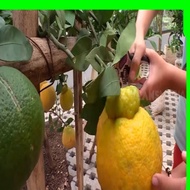 TERBAIK Bibit Tanaman buah Jeruk Dekopon berbuah