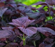 Perilla seeds edible vegetables large leaf wild vegetables Perilla garden balcony potted greenhouse 