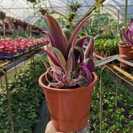 TKL - Tradescantia Spathacea 花叶蚌兰