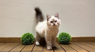 Kucing Himalaya Ragdoll Munchkin