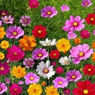 Year-Length Birth Root Dry-Resistant Wild Flower Combination Double-Petaled Zinnia Cosmos Seed Flowe