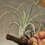 空氣鳳梨 空氣草 香檳x天鵝