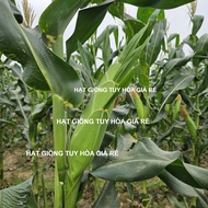 Hạt giống ngô nếp lai F1 Wax50 Sygenta gói 500 gram