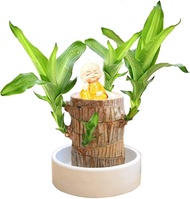 Mini Brazil Lucky Wood,Magical Sprouting Lucky Bamboo Wood,Hydroponic Potted Plant Stump Mini Plant,IndoorOffice Desktop Plant to, Purify Indoor Air (Brazilian Wood + Doll Monk)