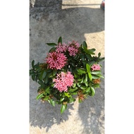 Ixora Pink / Pokok Bunga Jenjarum
