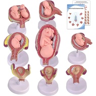 Anatomical Human Fetal Development Model Baby Foetus Pregnancy Anatomy Labs Pregnancy Series Embryon