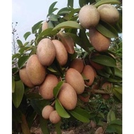 Cây giống Hồng Xiêm xoài thái lan ghép