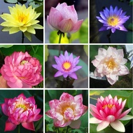 Bunga Teratai / Lotus Flower - Ready Stock