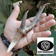 PIPA ONCE CANGKLONG TANDUK RUSA BERCABANG SEDANG EM 08