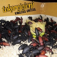 Kumbang Ulat Hongkong || Kumbang Kepik Ulat Jerman Hidup Kualitas