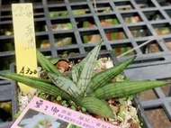 ※※蜜之鄉※※虎尾蘭-菜鳥-480元-裸寄