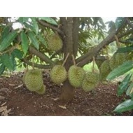 anak pokok durian duri hitam kawin thailand
