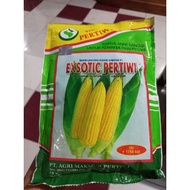 Jagung Manis Exotic Pertiwi