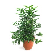 Dracaena Surculosa Dwarf Plant - Fresh Gardening Indoor Plant Outdoor Plants for Home Garden