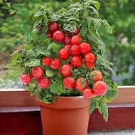 Benih Tomato Renek / Dwarf Tomato / 盆栽小番茄”20pcs