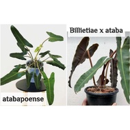 Pokok Philodendron Atabapoense Billietiae x Ataba aroid real plant ready