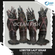 Lobster Laut Segar/Lobster Batu/Lobster Laut 1kg isi 5 Ekor