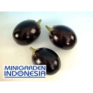 20 Benih terong Hibrida Starlight F1 bibit tanaman sayuran terung bulat hitam u lalap import
