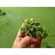 Azolla Aquatic Plant 1000 ml Tub