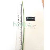 50 Fake Rose Branches