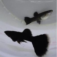 【蝦迷水族】黑木炭 孔雀魚 品系魚 觀賞魚 水族 飼料