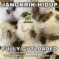 JANGKRIK HIDUP FULL GUTLOAD PAKAN REPTIL GECKO ARWANA SUGARGLIDER KODOK PACMAN