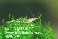 台北市-逍遙水族-除藻-除絲藻-除黑毛藻-霸王長戢槍蝦-木偶蝦