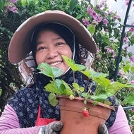 🍓Anak Pokok Strawberry Low Land / Tanah Rendah . Cepat Berbuah
