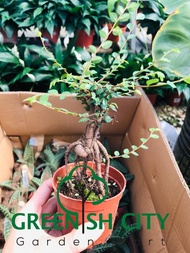 GNC - Ulmus Pumila Live Plant Pokok Indoor Hiasan 骆驼榆