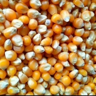 ((CapCuss)) Jagung Popcorn Manis/Jagung Popcorn Mentah Kering 500 gram