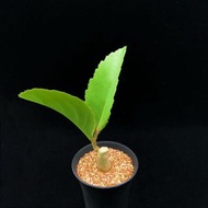 SG1451-祖提葡萄甕🔥多肉植物小盆栽禮物🔥