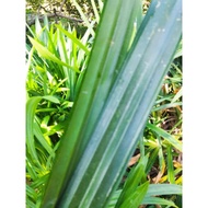 Daun Pandan FRESH @ Pandan Leaf