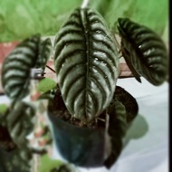 Keladi Tengkorak/Alocasia Cuprea