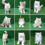 New Jual Kitten Calico 3 Warna Anak Kucing Anakan Kucing Persia