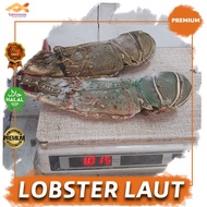 Lobster Laut 1 kg Frozen Fresh 500 up