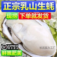 SF Free Shipping Milk Mountain Oyster Fresh Milk Mountain Oyster Fresh Shelled Oyster Oyster One Who