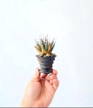 精品｜極致size ！ 曲刺妖炎 (Agave utahensis var. eborispina) ｜———｜塊根植物｜象牙宮｜龜甲龍｜曲刺妖炎｜橄欖｜象足漆樹｜多肉植物｜龍舌蘭｜嚴龍｜