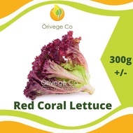 Red Coral Lettuce / Daun Salad Merah / 红生菜 -1pcs (300g+/- ) 【Orivege Co】Fresh Vegetables