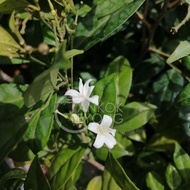 TKL - Murraya Paniculata (Polybag 9x9) 室外七里香 (Polybag 9x9)
